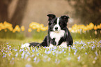 adult Border Collie