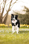 adult Border Collie