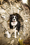 adult Border Collie