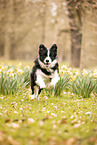 adult Border Collie