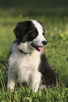 Border Collie puppy