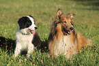 Border Collie and Collie