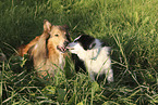 Border Collie and Collie