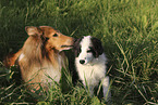 Border Collie and Collie