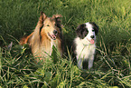 Border Collie and Collie