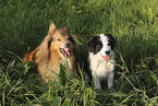 Border Collie and Collie