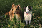 Border Collie and Collie