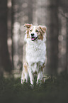 female Border Collie