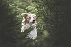 female Border Collie