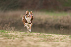 Border Collie