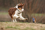 Border Collie