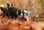 dogs