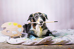 Border Collie in studio