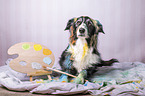 Border Collie in studio