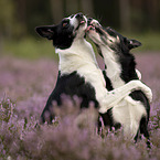 Border Collies