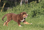 Border Collie Puppy