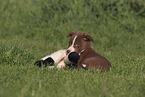 Border Collie Puppy