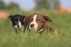 Border Collie Puppies