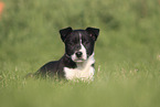 Border Collie Puppy