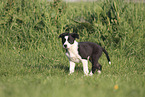 Border Collie Puppy