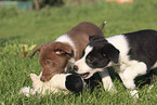 Border Collie Puppies