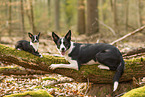 dogs
