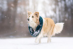 Border Collie in the Winter