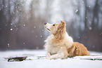 Border Collie in the Winter