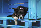 male Border Collie