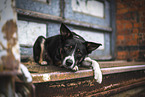 male Border Collie