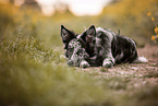 Border Collie