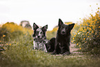 Border Collies