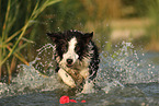 Border Collie