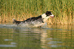 Border Collie