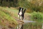 Border Collie