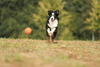 Border Collie