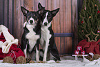 2 Border Collies