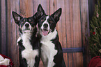 2 Border Collies