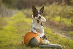 Border Collie