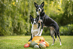 Border Collies