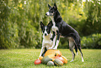 Border Collies