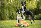 Border Collies