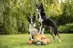 Border Collies