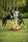 Border Collies