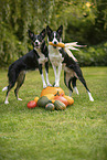 Border Collies