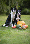 Border Collies