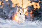 Border Collie in winter