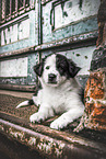 Border Collie Puppy