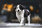 Border Collie Puppy