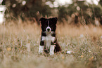 Border Collie Puppy